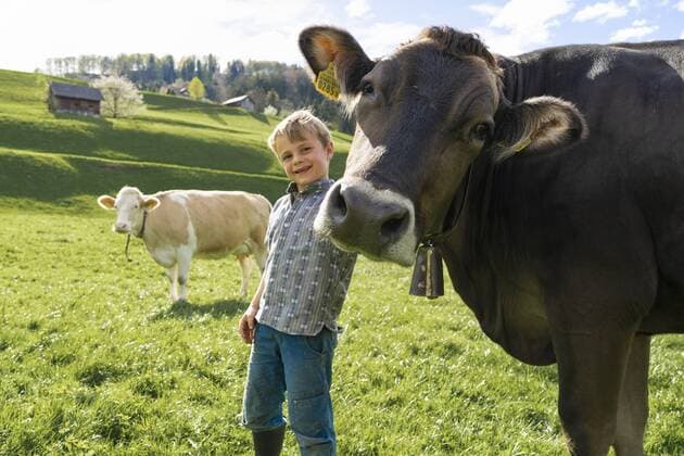 Happy boy with cow on pasture model released Symbolfoto property released  FBAF00820