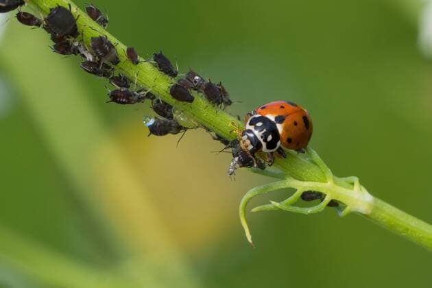 Variabler Flachmarienkaefer, Veraenderlicher Marienkaefer (Hippodamia variegata, Coccinella variegata, Adonia variegata), in Blattlauskolonie, Paarung Variegated Lady Beetle, Adonis Ladybird, Spotted Amber Ladybird, White Collared Ladybird, Variegated ladybird (Hippodamia variegata, Coccinella variegata, Adonia variegata), in aphid colony, mating BLWS538565 Copyright: xblickwinkel F.xHeckerx