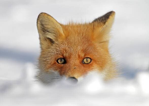 Rotfuchs, Rot-Fuchs (Vulpes vulpes), Portraet im Schnee, Vorderansicht, Japan red fox (Vulpes vulpes), portrait in the snow, front view, Japan BLWS539433 Copyright: xblickwinkel AGAMI P.xMorrisx