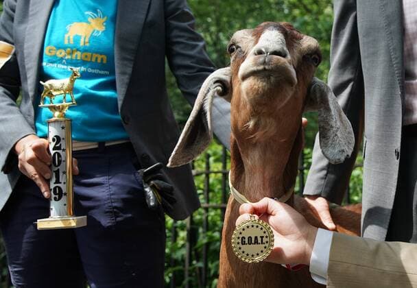 Entertainment Themen der Woche KW31 New York, Schönheitswettbewerb für Ziegen - Top Goat Awards First place winner Massey the goat stands with her championship trophy and medal when Riverside Park Conservancy crowns a top goat at the first annual G.O.A.T awards ceremony on Thursday, August 1, 2019 in New York City. The Riverside Park Conservancy held its first-ever G.O.A.T. (Greatest Of All Time) awards to the top five members of a herd of goats who have spent the summer ridding the park of invasive plants as part of a sustainable horticulture program.  NYP20190801110 JOHNxANGELILLO