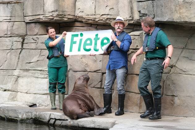 Entertainment Themen der Woche KW31 Entertainment Bilder des Tages Hamburg Zwei Bartträger im Eismeer, der junge Walross-Bulle, am 5. Mai bei Hagenbeck geboren, wurde heute von Horst Lichter auf den Namen Fiete getauft, rechts Tierpfleger Dirk Stutzki und links Tierpflegerin Kristin Zimmer Horst Lichter tauft das kleine Walross im Tierpark Hagenbeck Hamburg 2.8.2019 *** Hamburg Two bearded bearers in the Arctic Ocean, the young walrus bull, born on 5 May near Hagenbeck, was christened Fiete today by Horst Lichter, animal keeper Dirk Stutzki on the right and animal keeper Kristin Zimmer Horst Lichter christens the little walrus in Hagenbeck Zoo Hamburg 2 8 2019