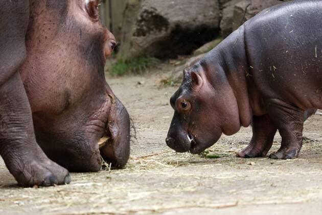 Entertainment Themen der Woche KW31 das Nilpferd oder Flußpferd oder Hippopotamus ist ein großes pflanzenfressendes Säugetier aus dem mittleren und südlichen Afrika wo es in Wassernähe lebt esc zählt zu den schwersten landbewohnenden Säugetieren nach den Elefanten, zusammen mit den Breitmaulnashörnern die Bezeichnung Pferd ist mißverständlich denn mit Perden ist es nicht verwandt derzeitige Lehrmeinung ist dass es mit Walen verwandt ist zumal es ja fast aussieht wie ein Wal mit Beinen das kleine Nilpferd im Bild ist das erste seit Eröffnung des Hippodroms im Zoo von Köln geborene Nilpferd- Baby Dieser Nilpferd-Nachwuchs kam im Mai 2019 auf die Welt *** the hippo or hippo or Hippopotamus is a large herbivorous mammal from central and southern Africa where it lives near water esc is one of the heaviest land-living in mammals after elephants, together with the w