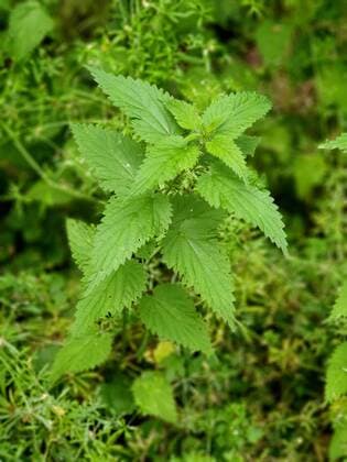 Grosse Brennnessel, Grosse Brennessel (Urtica dioica), bluehende Brennnessel, Deutschland stinging nettle (Urtica dioica), blooming, Germany BLWS540200 Copyright: xblickwinkel fotototox