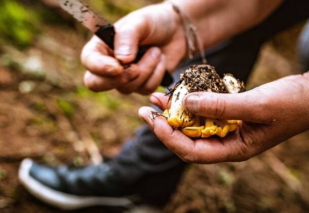 Bruck an der Glocknerstrae THEMENBILD - ein Pilzsammler putzt Pilze (Eierschwammerl) direkt am Wald, aufgenommen am 03. August 2019 in Bruck a. d. Grossglocknerstrasse, Oesterreich a mushroom picker cleans mushrooms (chanterelles) directly at the forest in Bruck a. d. Grossglocknerstrasse, Austria on 2019 08 03. *** Bruck an der Glocknerstrae THEMENBILD a mushroom picker cleans mushrooms chanterelles directly at the forest in Bruck a d Grossglocknerstrasse, Austria on 2019 08 03  EX_OBH