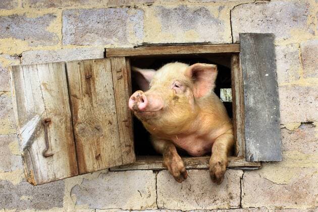  pig looks from window of shed  Copyright: xalexmakx Panthermedia17211902