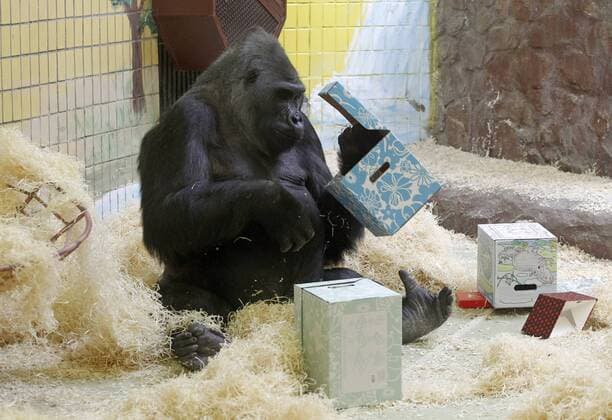 Entertainment Themen der Woche KW32 Entertainment Bilder des Tages August 8, 2019, Kiev, Ukraine: Tony the gorilla examines his gift boxes as he celebrates his 45th birthday in Kiev zoo..The gorilla Tony was born at the Zoo in Nuremberg (Germany) on 1974. Subsequently he was in the zoos of Hanover and Saarbrücken, and since September 29, 1999, Tony moved to Kiev Zoo. Tony is only one the gorilla in Ukraine. Kiev Ukraine - ZUMAs197 20190808_zaa_s197_003 Copyright: xPavloxGoncharx