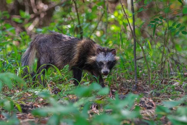  racoon dog in Danube Delta  Copyright: xporojnicux Panthermedia23349459