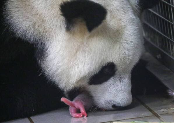 Entertainment Themen der Woche KW32 Entertainment Bilder des Tages (190809) -- BRUGELETTE (BELGIUM), Aug. 9, 2019 (Xinhua) -- Giant panda Hao Hao takes care of her new-born cub at Pairi Daiza zoo in Brugelette, Belgium, on Aug. 8, 2019. Pairi Daiza, a zoo in Brugelette in west Belgium s Hainaut province, announced on Friday the birth of two panda cubs. The birth of one male cub, 160 grams, and one female cub, 150 grams, comes as no great surprise since mother Hao Hao had been successfully inseminated last April by male companion Xing Hui. (Pairi Daiza Handout via Xinhua) BELGIUM-BRUGELETTE-PANDA CUBS-BIRTH 