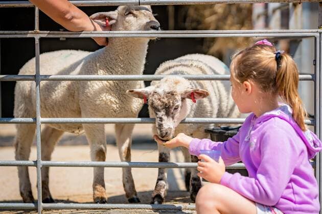  Little cute girl feeding sheep on a farm ,model released, Symbolfoto  Copyright: xpawopa3336x Panthermedia25740797
