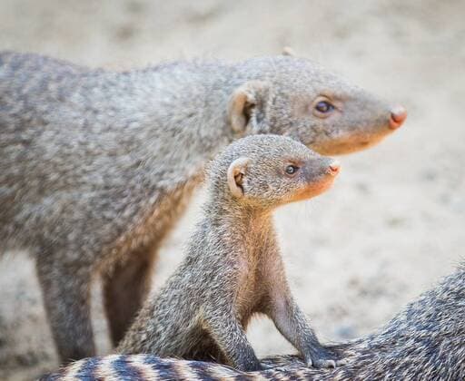 Junge Zebramanguste im Zoo Dresden.