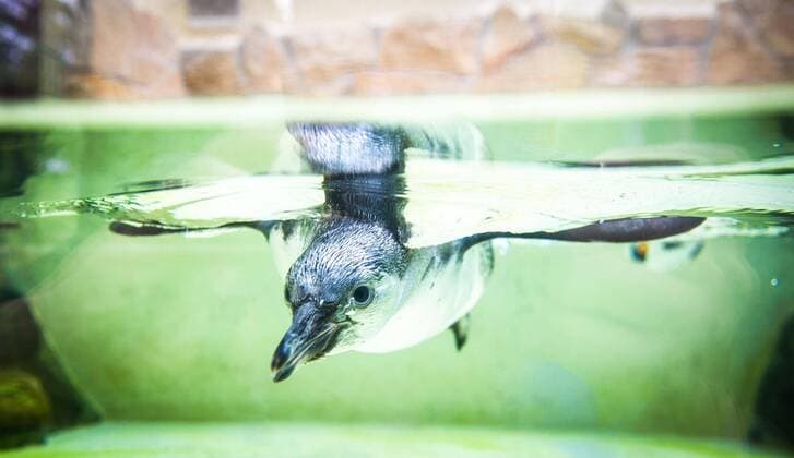 Neuer Pinguin im Zoo Dresden.
