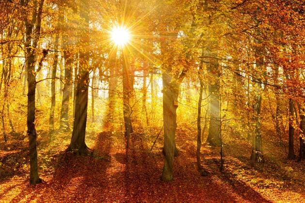Naturnaher Laubwald aus Eichen und Buchen im Herbst, Sonne strahlt durch Morgennebel, Ziegelrodaer Forst, Sachsen-Anhalt, Deutschland *** Natural deciduous forest of oaks and beeches in autumn, sun shines through morning fog, Ziegelrodaer Forst, Saxony Anhalt, Germany