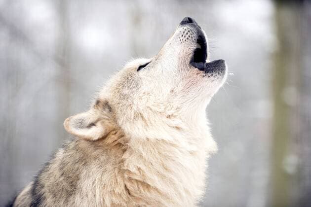 North American timber wolf (Canis Lupus) howling in the snow in forest, Wolf Science Centre, Ernstbrunn, Austria, Europe Copyright: LouisexMurray 465-3129