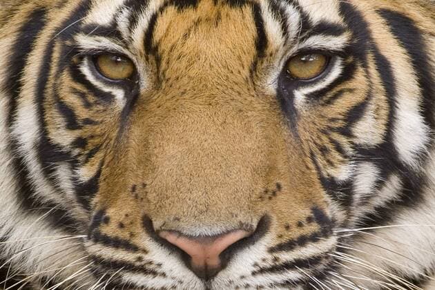Bengal tiger, (Panthera tigris tigris), Bandhavgarh, Madhya Pradesh, India Copyright: ThorstenxMilse 748-54