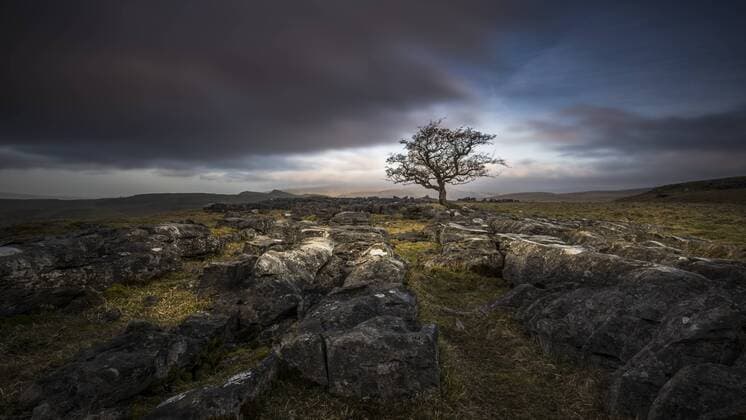 A lone weathered tree in amongst the limestone pavement of the Yorkshire Dales National Park, Yorkshire, England, United Kingdom, Europe Copyright: GeorgexRobertson 1287-48