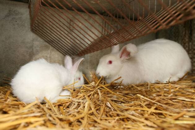France, pays de caux tourism, France, upper normandy, seine maritime, pays de caux, le catellier, breeding of angora rabbits, farm of chaud lapin m lepecqueur, wool, rabbit angora Photo Gilles Targat Copyright: xGillesxTargat Photo12x GTT09A13207