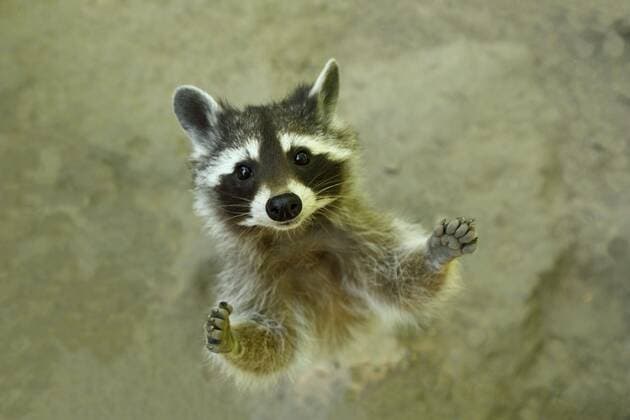 Waschbär (Procyon lotor) bettelt um Futter, captive, Nordrhein-Westfalen, Deutschland, Europa *** Coon Procyon lotor begs for food, captive, North Rhine-Westphalia, Germany, Europe Copyright: imageBROKER BurkhardxSauskojus ibxbsa04948042.jpg