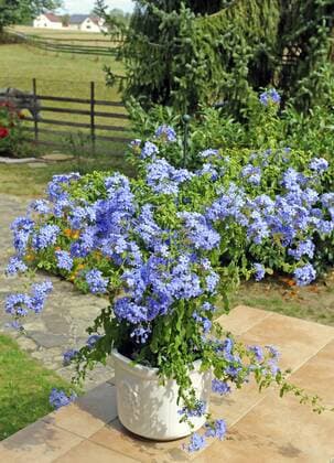 Ueppig blassblau bluehender Bleiwurz oder Plumbago als Topfpflanze auf sommerlicher Terrasse Bleiwurz *** Pale blue flowering lead root or plumbago as pot plant on summer terrace lead root