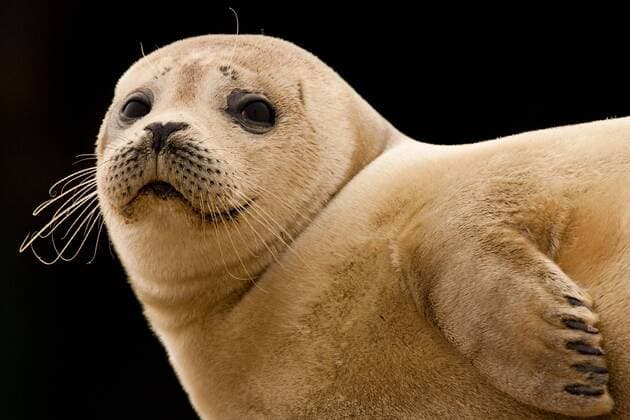 Seehund, See-Hund (Phoca vitulina), Portraet, Niederlande harbor seal, common seal (Phoca vitulina), portrait, Netherlands BLWS541180 Copyright: xblickwinkel AGAMI M.xvanxDuijnx