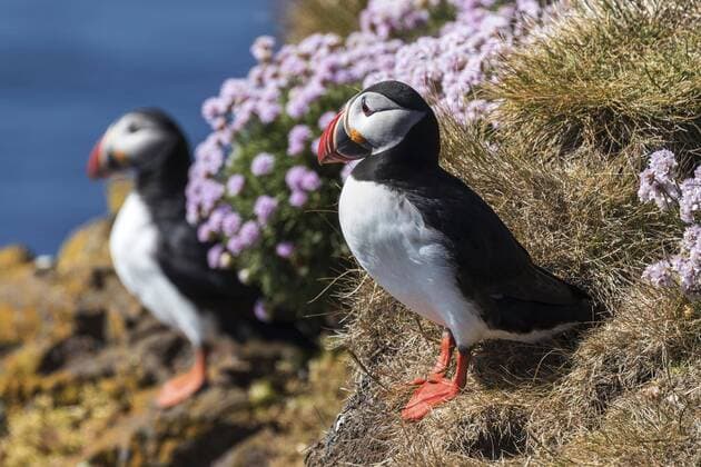 Zwei Papageitaucher (Fratercula arctica), stehen im Gras, Vogelfelsen Latrabjard, Westfjorde, Island, Europa Copyright: imageBROKER/HarryxLaub ibxhal04973250.jpg