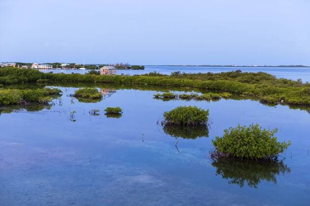San Pedro, Belize July 29, 2019 - Illustrative picture of San Pedro area, on Ambergris Caye in Belize - Image of red mangrove SAN PEDRO BELIZE, HONDURAS BRITANNIQUE, VOYAGE, TOURISME, ILLUSTRATION, ILLUSTRATIF, AMERIQUE CENTRALE, CARAIBES, SITE TOURISTIQUE, ILE, INSULAIRE, AMBERGRIS CAYE, TROPICAL, TROPICALE, VACANCES, CARTE POSTALE, PLAGES, DESTINATION DE VOYAGE, CONTINENT AMERCAIN, VEGETATION, ECOSYSTEME, MARAIS, MARECAGE, ZONES COTIERES, NIVEAU DE LA MER, RACINES, PLANTES, PALETUVIER, MOUSTIQUE, MALADIES, DENGUE, ENVIRONNEMENT, MONTEE DU NIVEAU DES EAUX, PAYSAGE, NATURE, FORMATIONS VEGETALES, CLIMAT, DEREGLEMENT CLIMATIQUE, CHANGEMENT CLIMATIQUE, ZONES COTIERES  Copyright: xVincentxIsorex