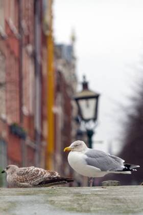 Silbermoewe, Silber-Moewe (Larus argentatus), auf dem Buergersteig, Niederlande herring gull (Larus argentatus), on a pavement, Netherlands BLWS542546 Copyright: xblickwinkel AGAMI M.xvanxDuijnx