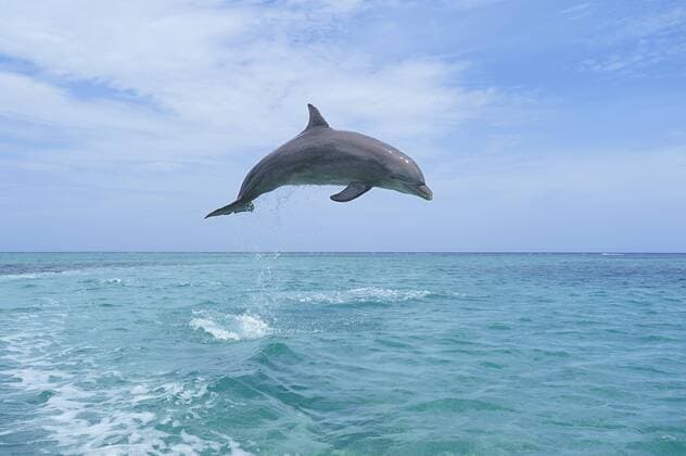 Honduras, Roatan, bottlenose dolphin jumping in the air  RUEF01888