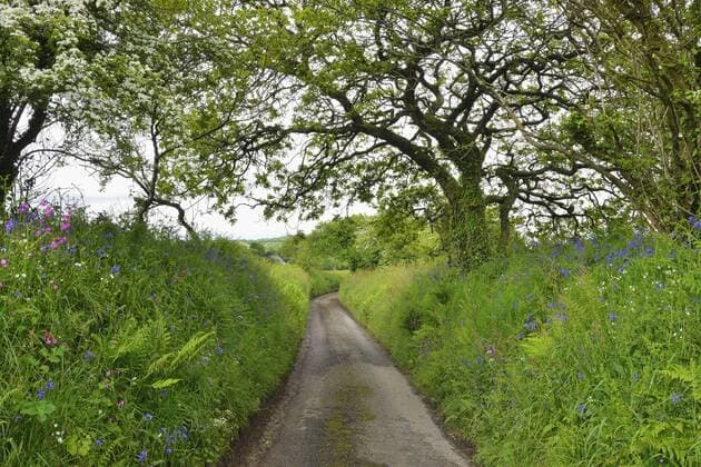 UK, Cornwall, hollow way  RUEF01907