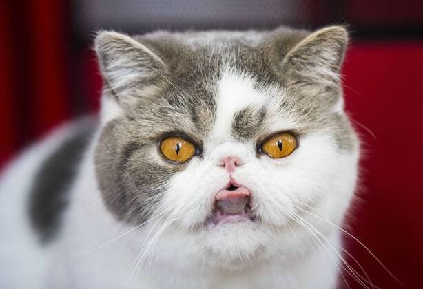 (190825) -- TORONTO, Aug. 25, 2019 -- A pet cat is seen during the Cat Show of the 2019 Canadian National Exhibition in Toronto, Canada, on Aug. 25, 2019. More than 100 pet cats across Ontario were showcased in display and competition on Sunday. (Photo by Xinhua) CANADA-TORONTO-CAT SHOW ZouxZheng 