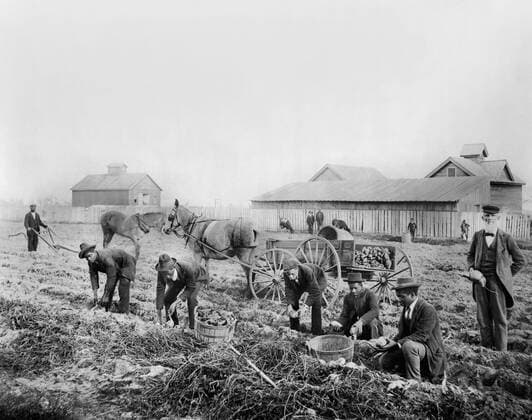 Harvesting Sweet Potatoes, Claflin University, Orangeburg, South Carolina, USA, 1899  Copyright: xCircaxImagesx ghi-circa05216