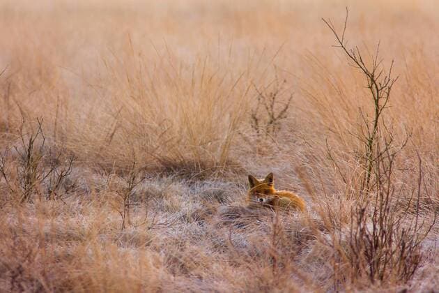 Bilder der Erde Rotfuchs, Rot-Fuchs (Vulpes vulpes), liegt an einem Wintermorgen auf einer Wiese, Deutschland, Niedersachsen, Oppenweher Moor red fox (Vulpes vulpes), lies in a meadow on a wintry morning, Germany, Lower Saxony, Oppenweher Moor BLWS542719 Copyright: xblickwinkel A.xvonxDuerenx