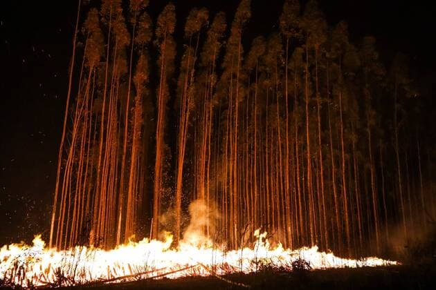 IMAGO Nature: Unsere Erde, Klimawandel, Waldbrände News Bilder des Tages Brasilien, Waldbrände SALTO DE PIRAPORA, SP - 30.08.2019: INCÊNDIO FLORESTAL EM SALTO DE PIRAPORA - A large forest fire hit a eucalyptus plantation reserve on a farm in the city of Salto de Pirapora, near Sorocaba, SP. The fire began on Friday afternoon and it is estimated that 100 hectares were destroyed. The firemen were at the scene and the farm staff managed to control the fire. The suspicion is that the fire was criminal, but no one was injured. x1787209x  CaduxRolim