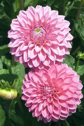 Garten-Dahlie, Gartendahlie (Dahlia Boy Scout , Dahlia Boy Scout), Balldahlie Boy Scout georgina (Dahlia Boy Scout , Dahlia Boy Scout), ball dahlia Boy Scout BLWS543935 Copyright: xblickwinkel M.xKuehnx