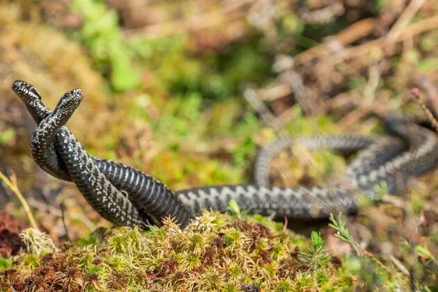 Kreuzotter, Kreuz-Otter (Vipera berus), Maennchen beim Balztanz, Kommentkampf, Deutschland, Bayern, Oberpfalz Adder, common viper, common European viper, common viper (Vipera berus), males at courtship dance, comment fighting, Germany, Bavaria, Oberpfalz BLWS543789 Copyright: xblickwinkel R.xSturmx