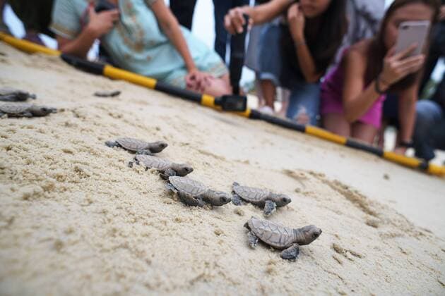 Bilder des Jahres 2019, Entertainment 09 September Entertainment Themen der Woche KW36 Entertainment Bilder des Tages (190904) -- SINGAPORE, Sept. 4, 2019 -- Newborn Hawksbill sea turtle hatchlings that hatched less than 10 hours ago make their way to the sea on the beach of Singapore s Sentosa Island on Sept. 4, 2019. Staff of the Sentosa Development Corporation released a total of 100 Hawksbill sea turtle hatchlings back to the sea. The hatchlings were born from a nest discovered on July 14, 2019. Then Chih Wey) SINGAPORE-SENTOSA ISLAND-HAWKSBILL SEA TURTLE xinjiapo 
