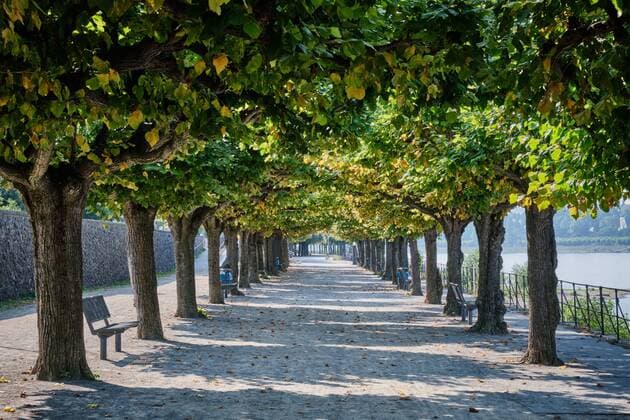 Bank of Rhine with trees in Bonn Bank of Rhine with river and trees in Bonn, Germany Bonn North Rhine-Westphalian Germany