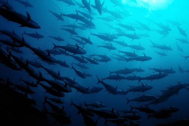 Yellowfin tuna, Thunnus albacares, Mexico, Pacific Ocean MarkxConlinx xVWPics 1020_24_mco-fsh1801