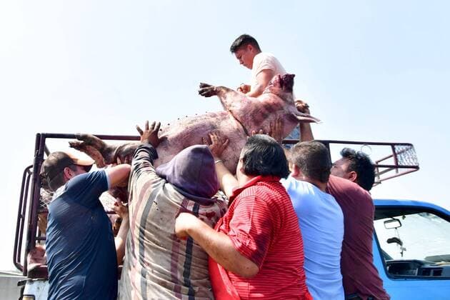 Mexiko, Schweine-Transporter verunglückt nahe Zumpango September 7, 2019: EUM20190907NAC20.JPG.ZUMPANGO, Mex. AccidentAccidente-Volcadura.- 7 de septiembre de 2019. Un camion que transportaba cerdos volco en el Circuito Exterior Mexiquense, a la altura del kilometro 17, debido al exceso de velocidad. En el percance murieron 70 animales, que quedaron regados por la carretera. Varias personas adquirieron algunos cerdos muertos para elaborar embutidos, pues no sirven ni para carnitas. Foto: Agencia EL UNIVERSALHugo GarciaEELG Copyright: xElxUniversalx