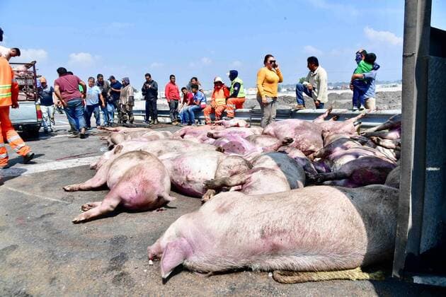 Mexiko, Schweine-Transporter verunglückt nahe Zumpango September 7, 2019: EUM20190907NAC22.JPG.ZUMPANGO, Mex. AccidentAccidente-Volcadura.- 7 de septiembre de 2019. Un camion que transportaba cerdos volco en el Circuito Exterior Mexiquense, a la altura del kilometro 17, debido al exceso de velocidad. En el percance murieron 70 animales, que quedaron regados por la carretera. Varias personas adquirieron algunos cerdos muertos para elaborar embutidos, pues no sirven ni para carnitas. Foto: Agencia EL UNIVERSALHugo GarciaEELG Copyright: xElxUniversalx