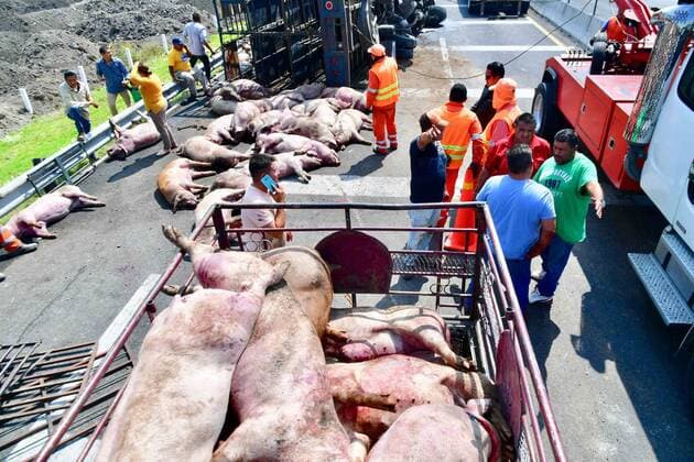 Mexiko, Schweine-Transporter verunglückt nahe Zumpango September 7, 2019: EUM20190907NAC21.JPG.ZUMPANGO, Mex. AccidentAccidente-Volcadura.- 7 de septiembre de 2019. Un camion que transportaba cerdos volco en el Circuito Exterior Mexiquense, a la altura del kilometro 17, debido al exceso de velocidad. En el percance murieron 70 animales, que quedaron regados por la carretera. Varias personas adquirieron algunos cerdos muertos para elaborar embutidos, pues no sirven ni para carnitas. Foto: Agencia EL UNIVERSALHugo GarciaEELG Copyright: xElxUniversalx