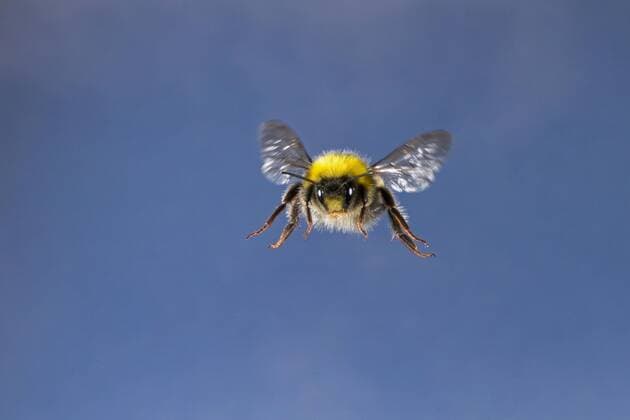 Erdhummel, Erd-Hummel, Bombus (Bombus terrestris agg.), im Flug, Deutschland bumble bee (Bombus terrestris agg.), in flight, Germany BLWS544407 Copyright: xblickwinkel F.xHeckerx