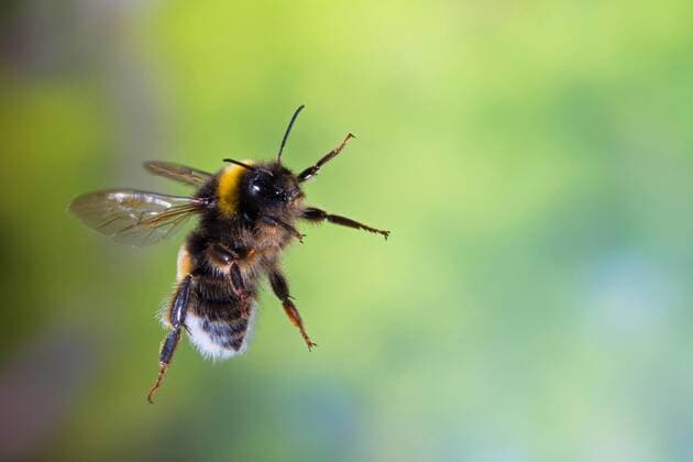Erdhummel, Erd-Hummel, Bombus (Bombus terrestris agg.), im Flug, Deutschland bumble bee (Bombus terrestris agg.), in flight, Germany BLWS544413 Copyright: xblickwinkel F.xHeckerx