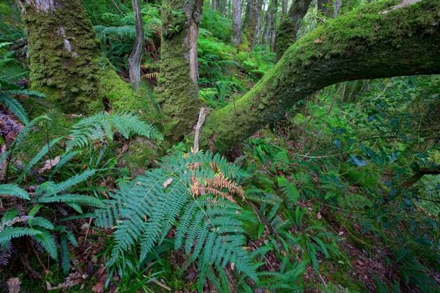 bemooste Baumstaemme und Farne, Grossbritannien, Wales, Cilgwyn, Brecon Beacons Nationalpark mossy tree trunks and ferns, United Kingdom, Wales, Cilgwyn, Brecon Beacons National Park BLWS544792 Copyright: xblickwinkel W.xPattynx