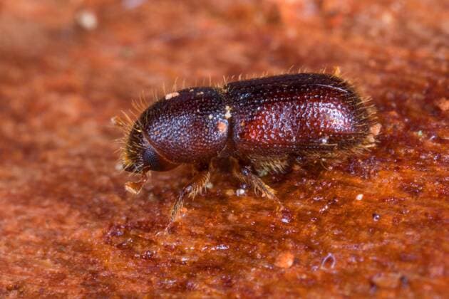 Zottiger Fichtenborkenkaefer, Zottiger Fichten-Borkenkaefer, Zottenborkenkaefer, Zotten-Borkenkaefer (Dryocoetes autographus), Seitenansicht, Deutschland Hairy spruce bark beetle (Dryocoetes autographus), lateral view, Germany BLWS544493 Copyright: xblickwinkel F.xHeckerx