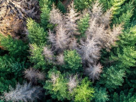 Waldsterben im Taunus 15.09.2019, Oberursel (Hessen): Abgestorbene Fichten stehen im Wald auf dem Taunushauptkamm zwischen Sandplacken und Saalburg. (Luftaufnahme mit einer Drohne), Oberursel Deutschland