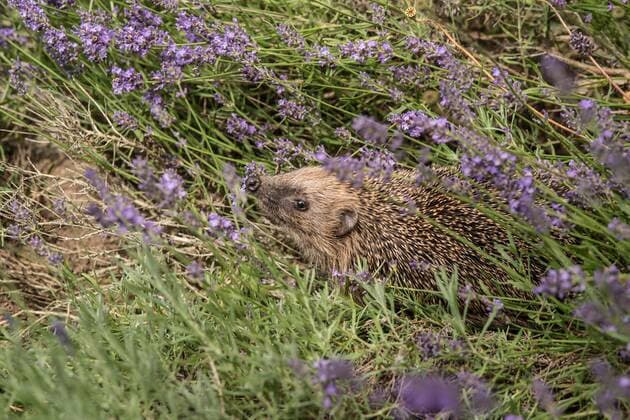 In einem Lavendelfeld versteckt sich ein Igel (Erinaceidae) im Unterholz, Leutkirch, Baden Württemberg, Deutschland. Ein Igel im Garten *** A hedgehog Erinaceidae hides in a lavender field in the undergrowth, Leutkirch, Baden Württemberg, Germany A hedgehog in a garden