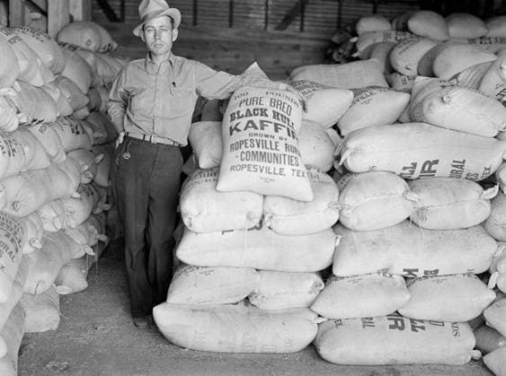 Project Manager with Bags of Kaffir Seed Grown by Resettled Farmers, Ropesville, Hockley County, Texas, USA, Arthur Rothstein for Farm Security Administration (FSA), April 1936 Editorial Use Only  Copyright: CircaxImages ghi-circa01739