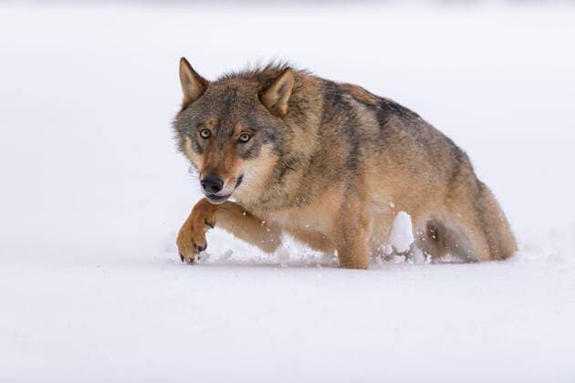 Creative Highlights World Wolf (Canis lupus), läuft durch Tiefschnee, Nationalpark Sumava, Böhmerwald, Tschechien, Europa Copyright: imageBROKER/BerndxZoller ibxbzo05037189.jpg
