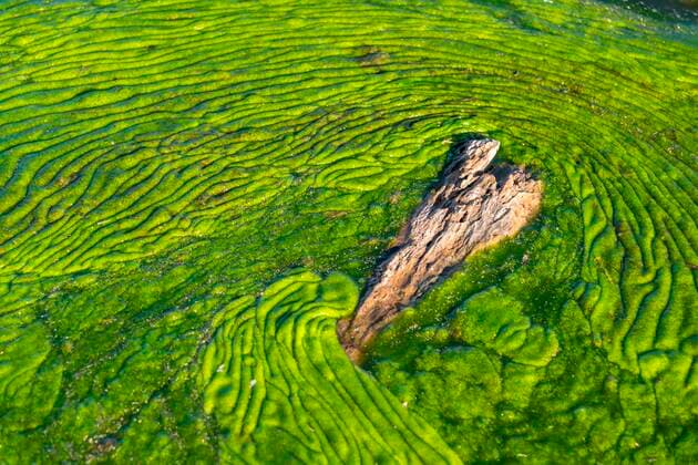IMAGO Nature: Unsere Erde, Naturschutz, Naturschutzgebiete in Nordamerika Creative Highlights World Algen im Wasser, Elk Island National Park, Alberta, Kanada, Nordamerika *** Algae in water, Elk Island National Park, Alberta, Canada, North America Copyright: imageBROKER/MoritzxWolf ibxmmw05035003.jpg
