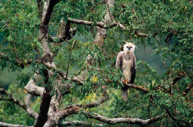 Unsere Erde: Natur, Tiere, Artenschutz, Seltene Tierarten Monkey-eating Philippine Eagle - in tree (Pithecophaga jefferyi). Philippines.  Copyright: MasahiroxIijima 10870591